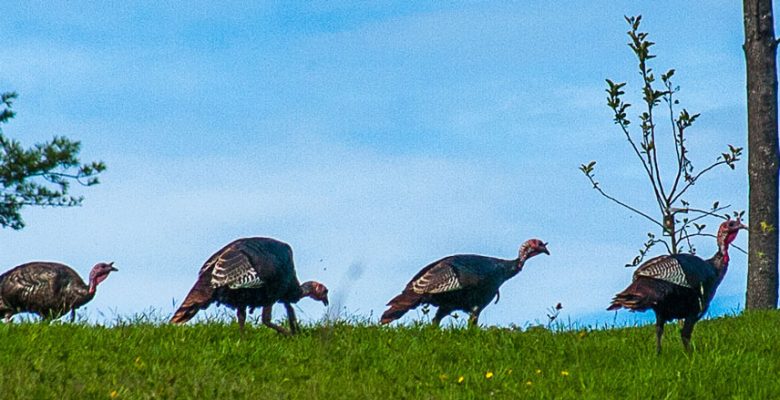Greens N Grains free-range Thanksgiving turkeys out for a walk